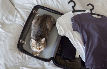 Un Chat Fugueur Est Ce Normal Zolux