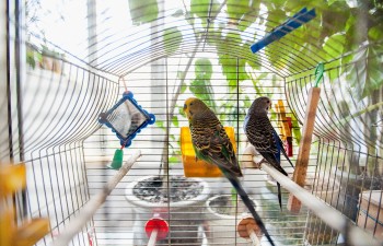 Cage oiseaux avec son meuble Chic Patio Noir - Jardinerie du théâtre