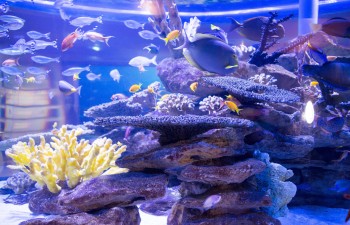 L'équilibre dans l'aquarium - Zolux