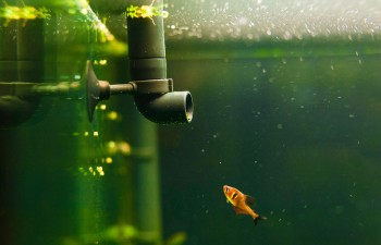 L'oxygène dissous dans un aquarium : Manuel aquariophilie expert