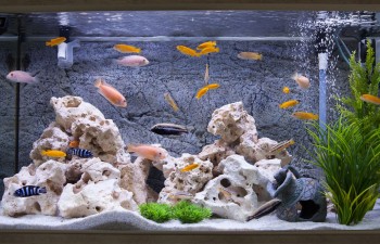 Zolux - Pierre Naturelle Bicolore Stone Kipouss pour Aquarium d'Eau Douce -  S