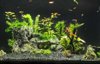 Aquarium équipé avec filtre cascade et Led coloris noir Zolux