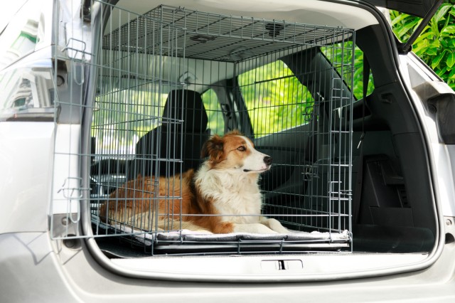 cage transport kennel chien