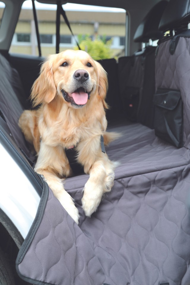 Protection siège arrière de voiture chien expert zolux