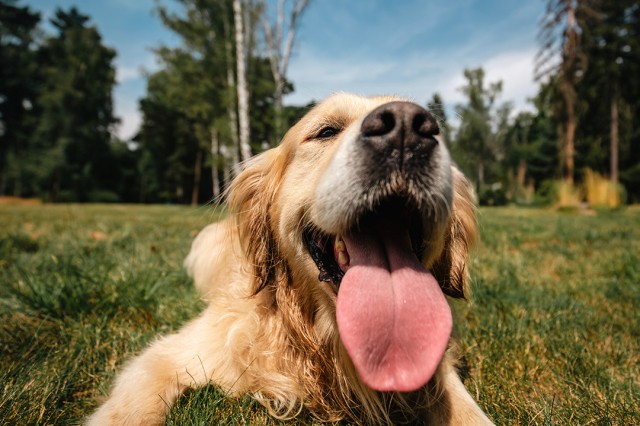 chien été