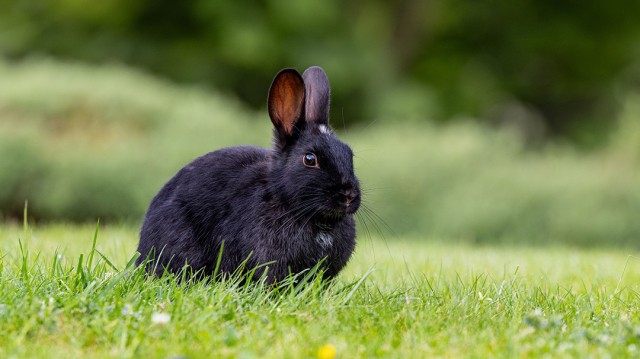 lapin été