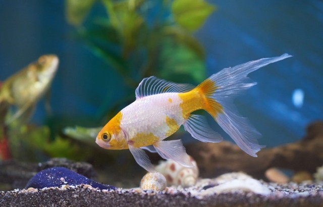 Le poisson rouge en aquarium : conseils et bonnes pratiques