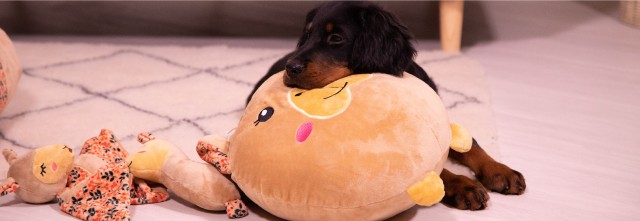 jouets chien peluches