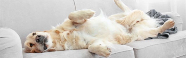 Éducation chien canapé