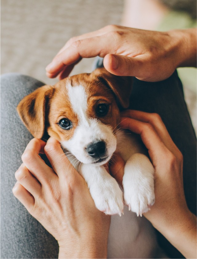 Éducation chiot