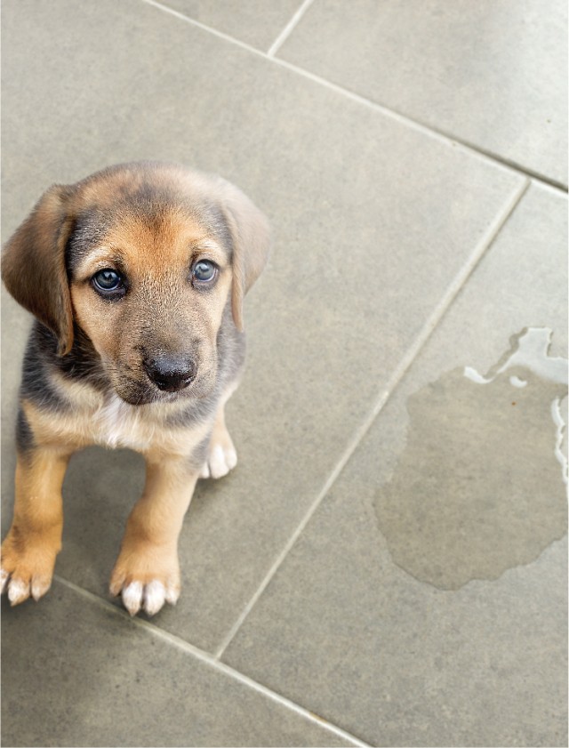 Éducation chiot urine