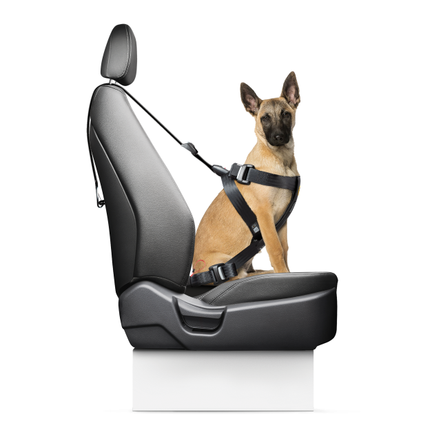 harnais pour chien attache isofix sécurité auto