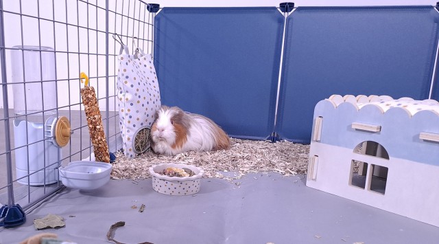 distributeur d'eau pour cochon d'inde