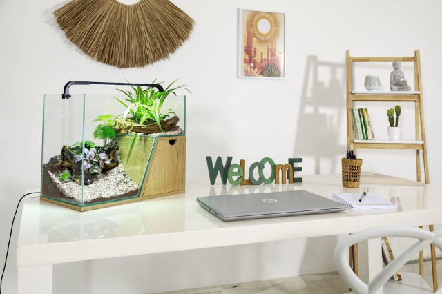 Aquarium plantarium Maya sur bureau
