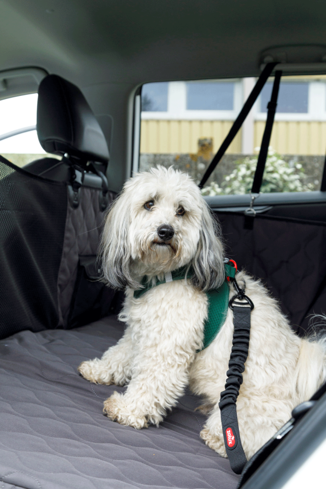 attache siege voiture chien zolux