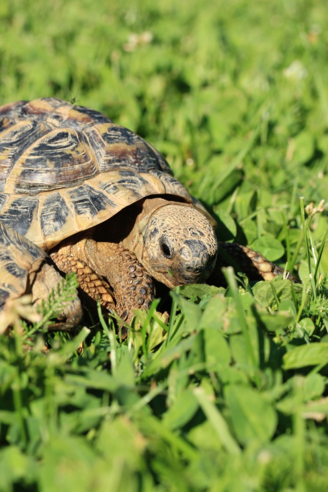 Installer son aquaterrarium à tortues en 5 étapes - Animal Valley