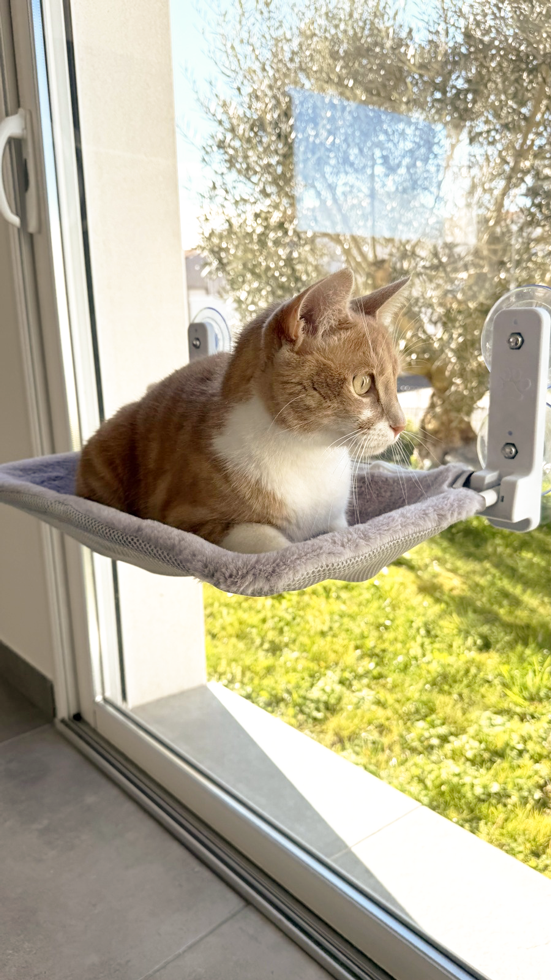 Hamac pour chat zolux - poste d'observation