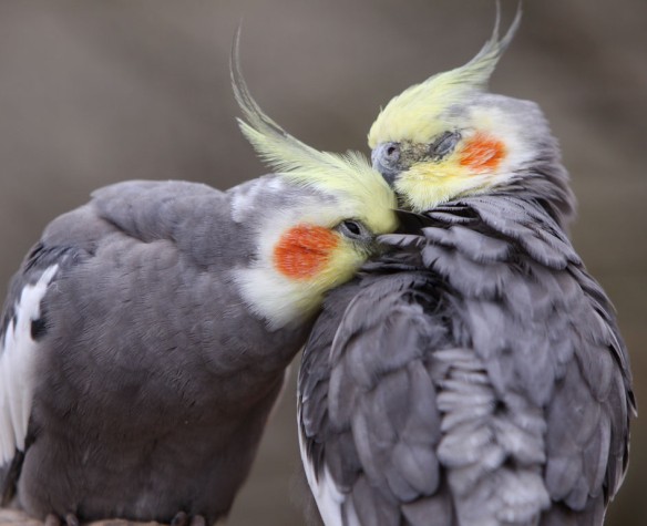 La reproduction chez les oiseaux