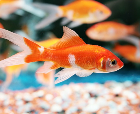 Quelles plantes dans mon aquarium avec des poissons rouges?