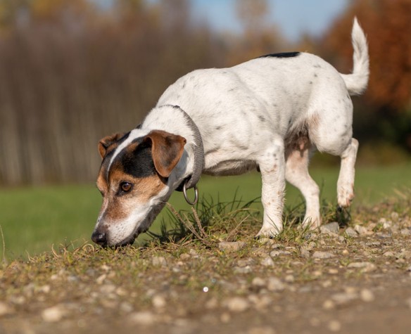 Comment empêcher mon chien de monter sur le canapé ?