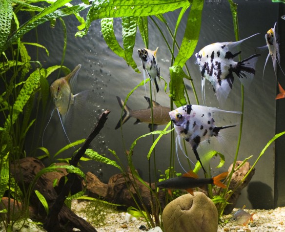 Quelle Pompe d'Aquarium Choisir ?