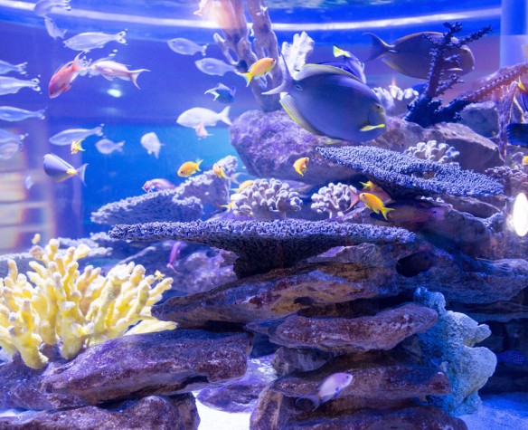 Contrôler de façon permanente le PH de votre aquarium.