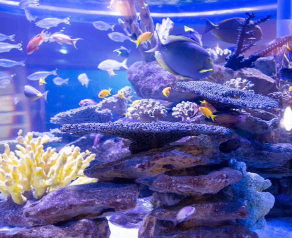 Les produits avec bactéries de démarrage d'aquarium fonctionnent