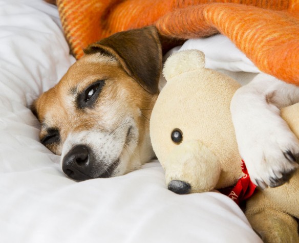 Comment choisir les jouets et peluches de son chien ?