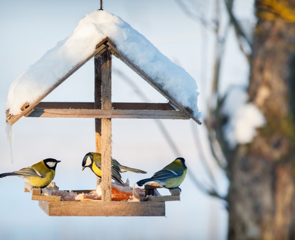 Boule de graisse sans filet pour nourrir les oiseaux du jardin