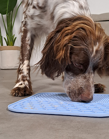Chien qui renifle un tapis à lécher