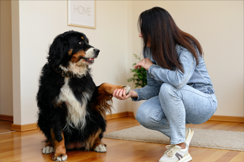 Chien avec sa maitresse