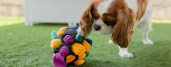 Jeux d’intérieur pour chien : enrichir son quotidien quand il fait froid