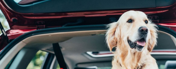 Les vacances avec mon animal