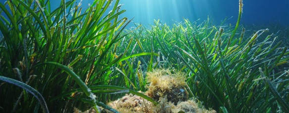 Créez votre univers aquatique !