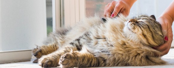 Brosser son animal à l'approche de l'hiver