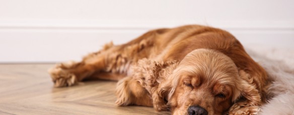 Spécial hiver : aménager un coin pour chien, chat et rongeur | Zolux