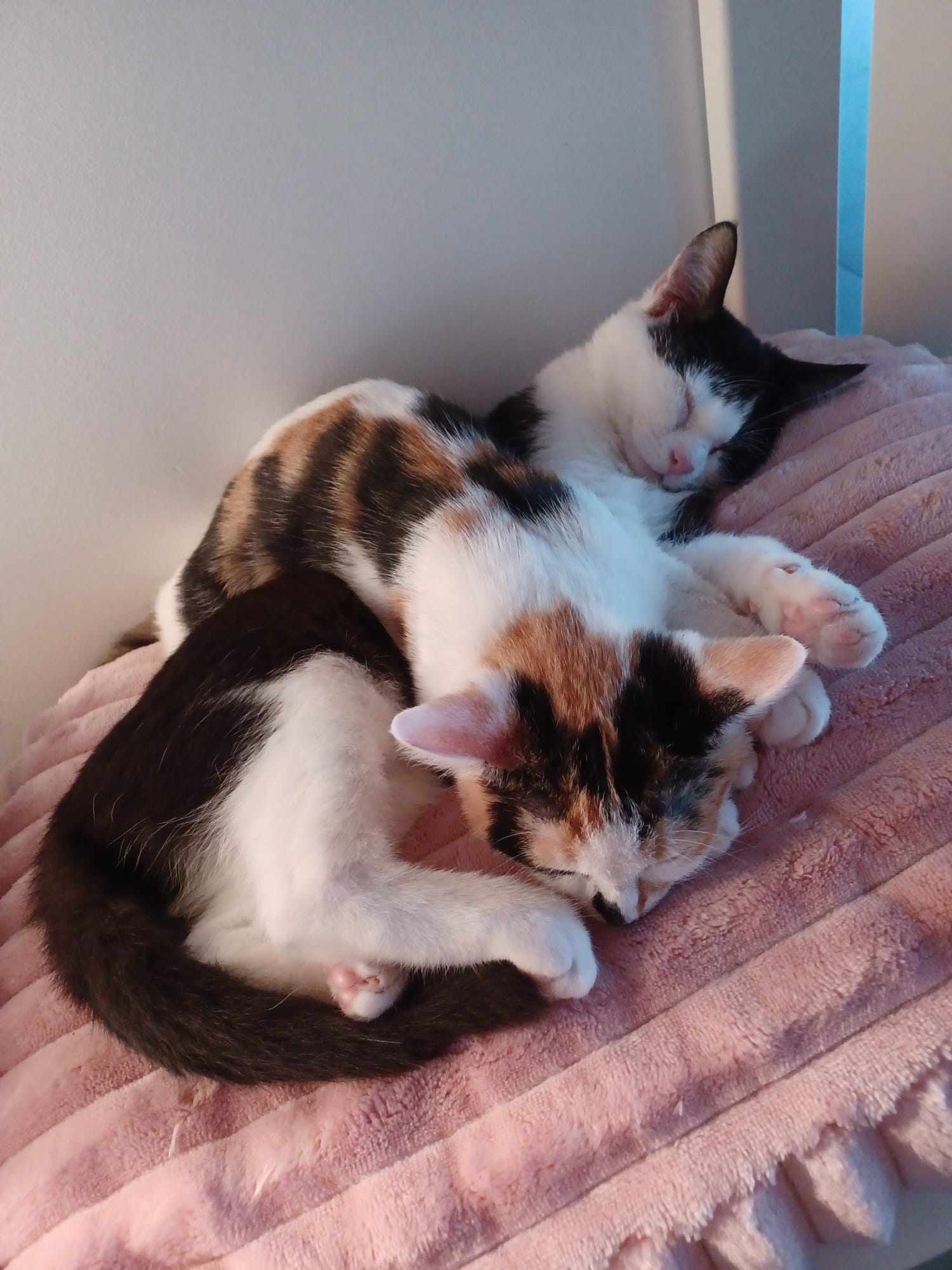 Photo de la communauté numéro 298