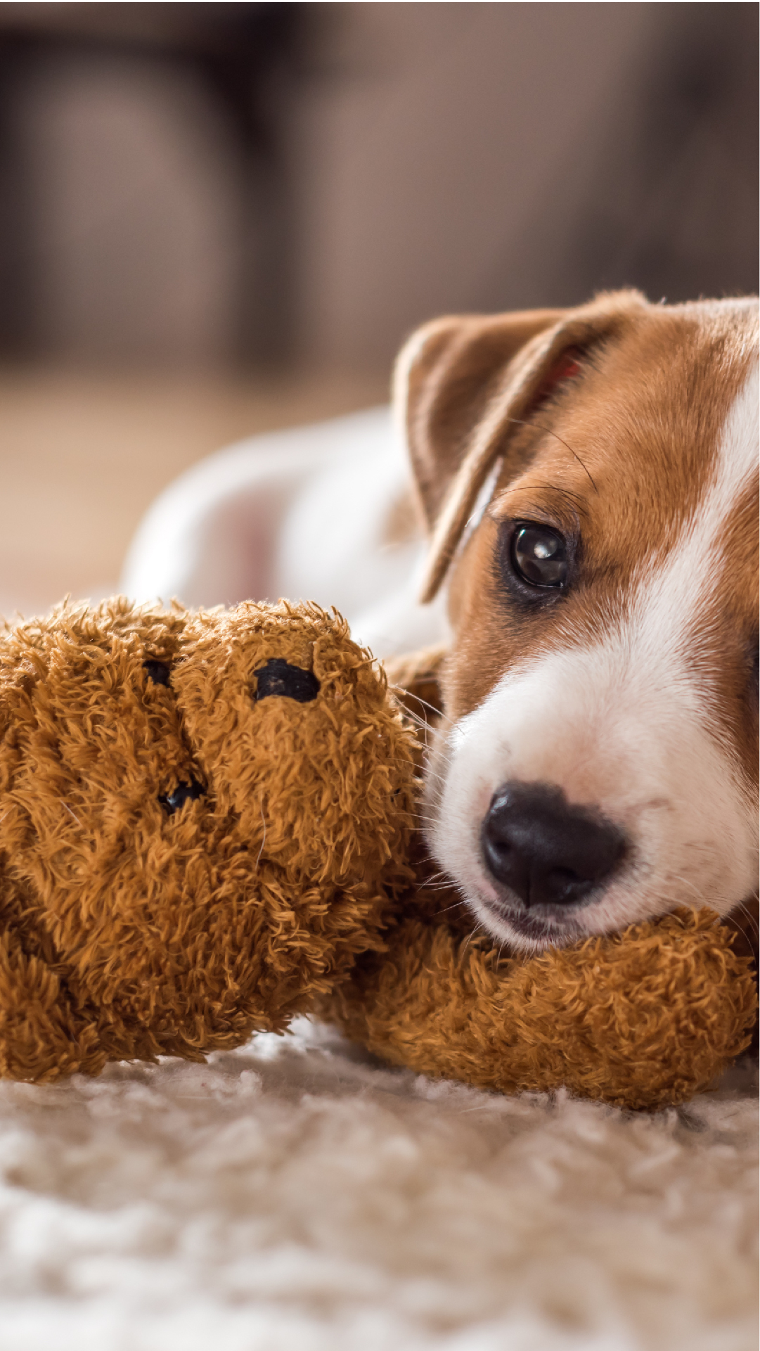 Comment choisir les jouets et peluches de son chien ?