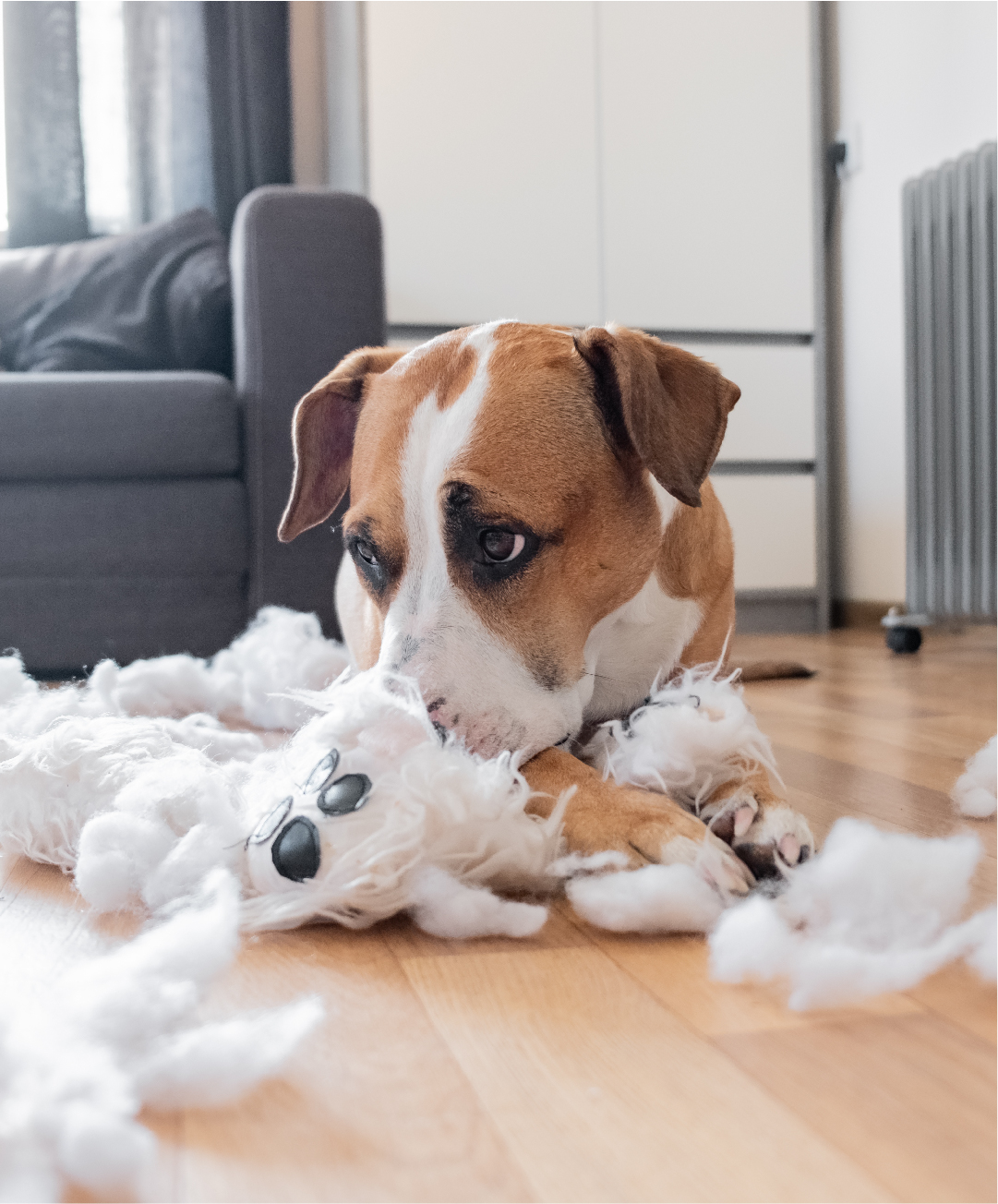 Les Jouets HYPER Résistants pour CHIENS 