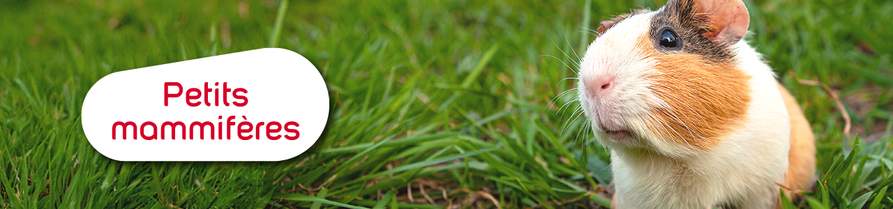 Alimentation et accessoires rongeurs