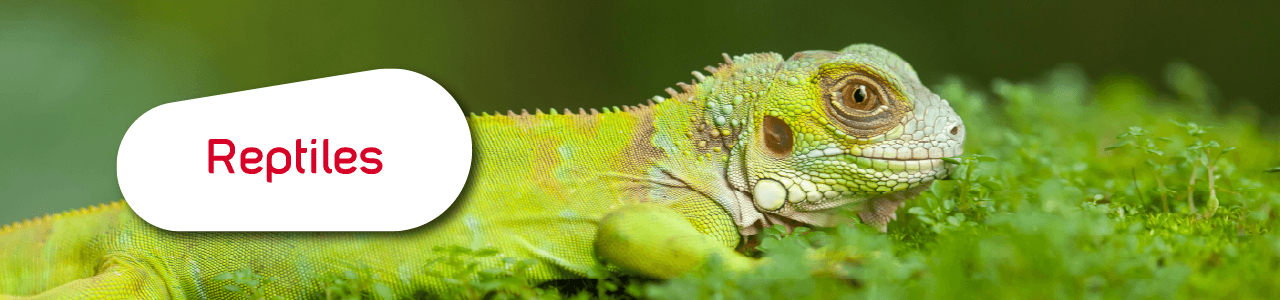 Catalogue Zolux Reptiles