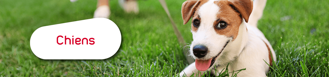 Catalogue accessoires chien zolux