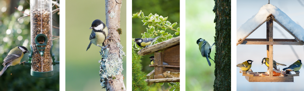 Accessoires pour oiseaux sauvages : nourrissage et abri douillet