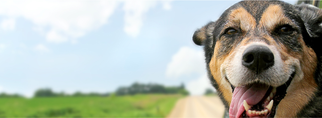 Préparer la rentrée de son animal de compagnie avec Zylkene - Actualités