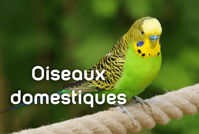 Notices de montage pour cages, voli&egrave;res et accessoires Zolux pour oiseaux domestiques.