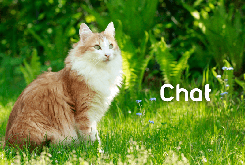 Retrouvez les notices de montage des arbres &agrave; chat, maisons, griffoirs et accessoires Zolux pour chats.