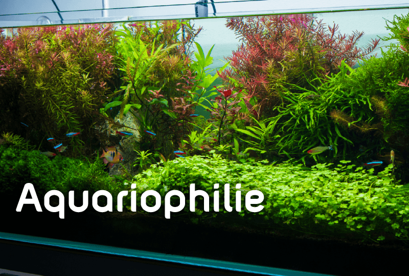 Guides et notices pour aquariums, filtres, pompes et &eacute;quipements aquatiques Zolux.