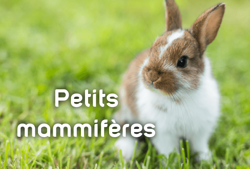 Notices pour cages, habitats, parcs et accessoires Zolux pour lapins, hamsters, cochons d&rsquo;Inde et autres rongeurs.