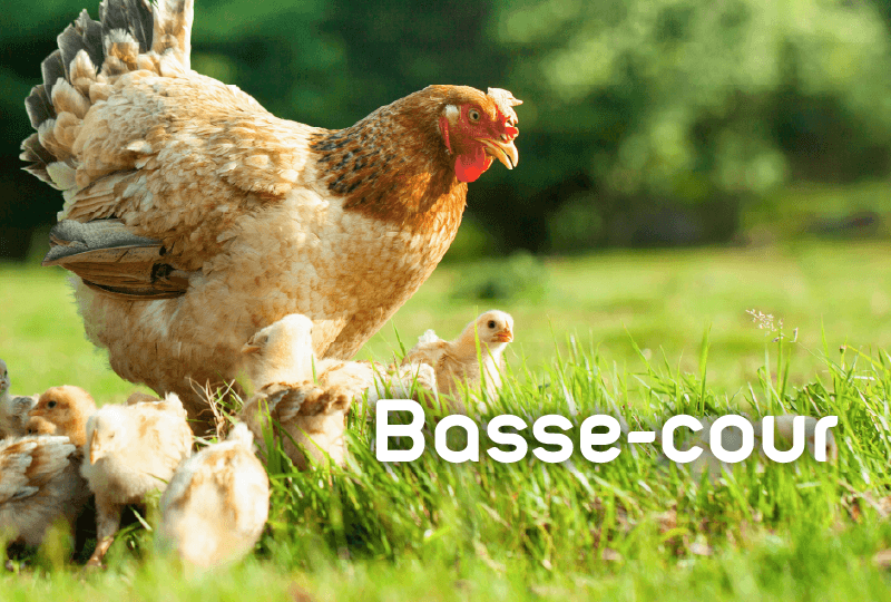 Vous trouverez ici les notices de montage des poulaillers Zolux, parcs, enclos, pondoirs et accessoires destin&eacute;s aux poules