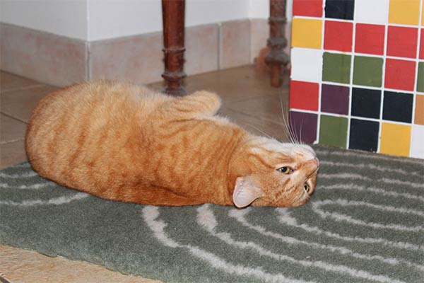 tapis isolant pour chat